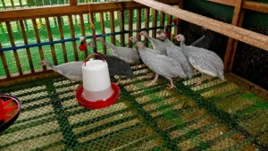 Guinea Fowl Keets from Alpha Agventure Farms