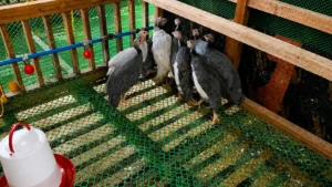 Guinea Fowl Keets from Alpha Agventure Farms