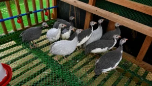 Guinea Fowl Keets from Alpha Agventure Farms
