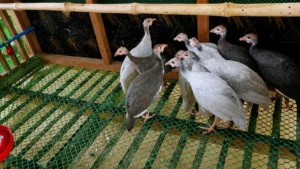 Guinea Fowl Keets from Alpha Agventure Farms