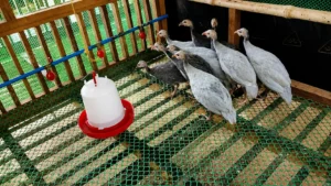 Guinea Fowl Keets from Alpha Agventure Farms